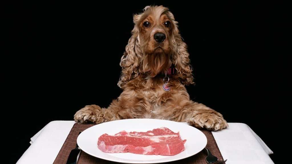 Increasing numbers of pet owners are moving away from commercially produced food for their animals. Photographs: iStock