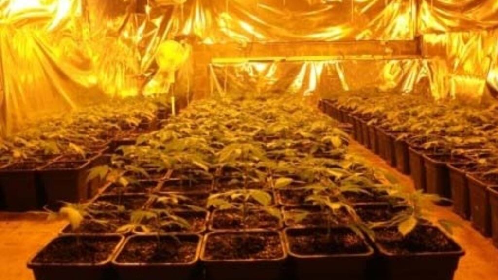 A file photograph of cannabis plants in an improvised grow house. Photograph: An Garda