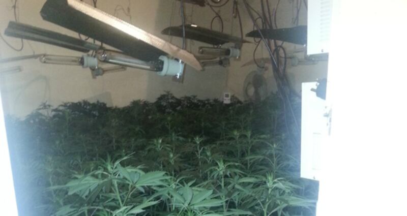 A Chinese man in his late 20s was meanwhile arrested at a house at Falty, Oldtown, Athlone, Co Roscommon when plants found there worth an estimated €240,000 were seized. Photograph: Garda handout