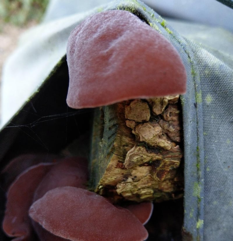 Auricularia auricula-judea, jelly ear fungus