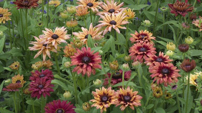 Rudbeckia “Sahara”, one of the must-have plants to grow from seed this spring. Photograph: Richard Johnston