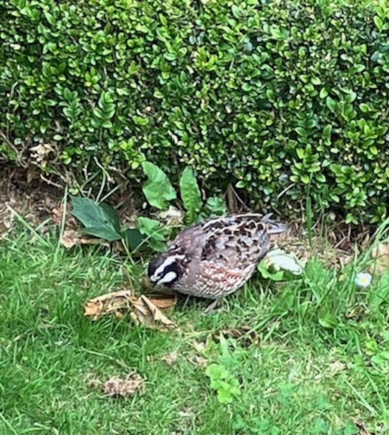 Northern bobwhite. Photograph: Tom Walsh