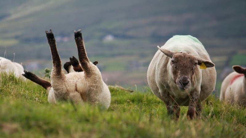 Ewe must be joking: Geokaun mountain, Valentia Island. Photograph: James Grandfield