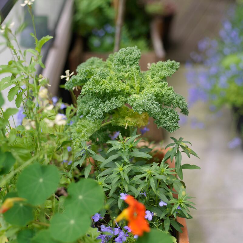 A small balcony in Dublin. Photograph: Richard Johnston