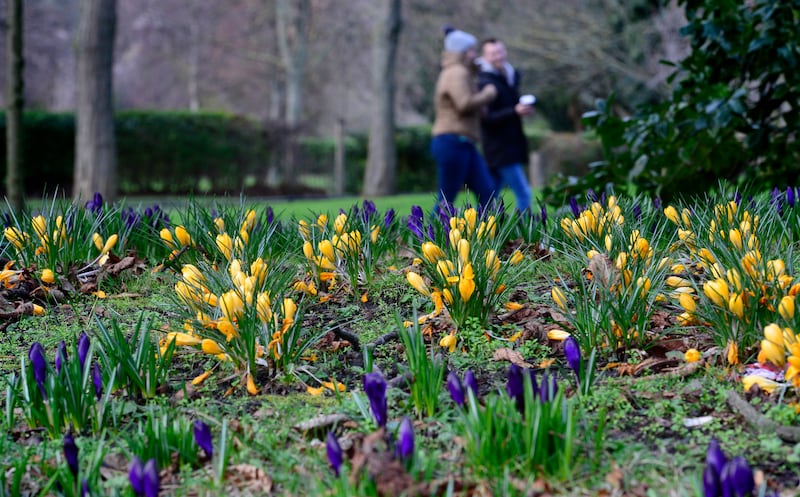 Crocus flowers growing in St Stephen's Green in Dublin. Photograph: Cyril Byrne
