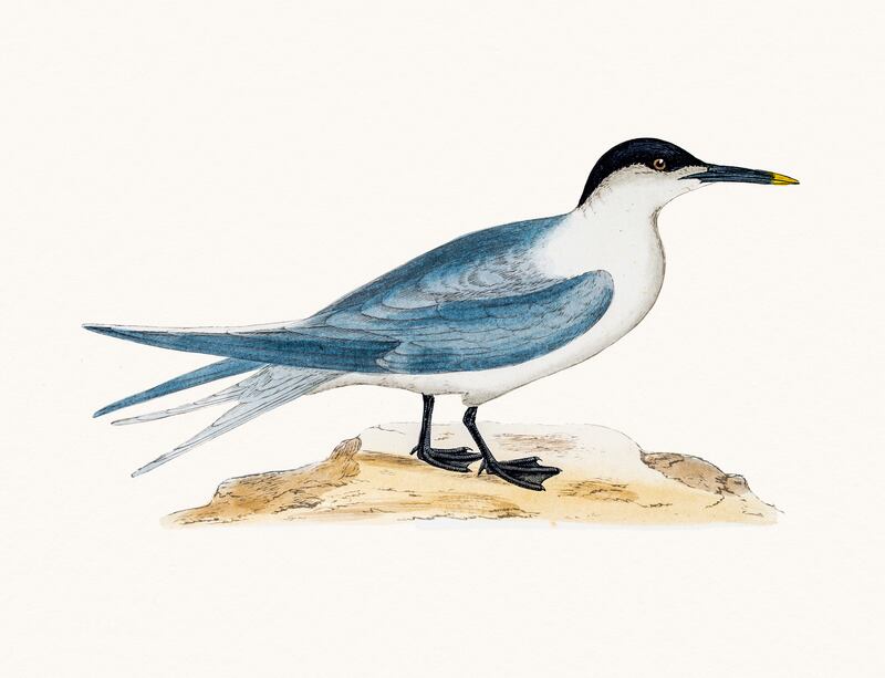 Sandwich tern