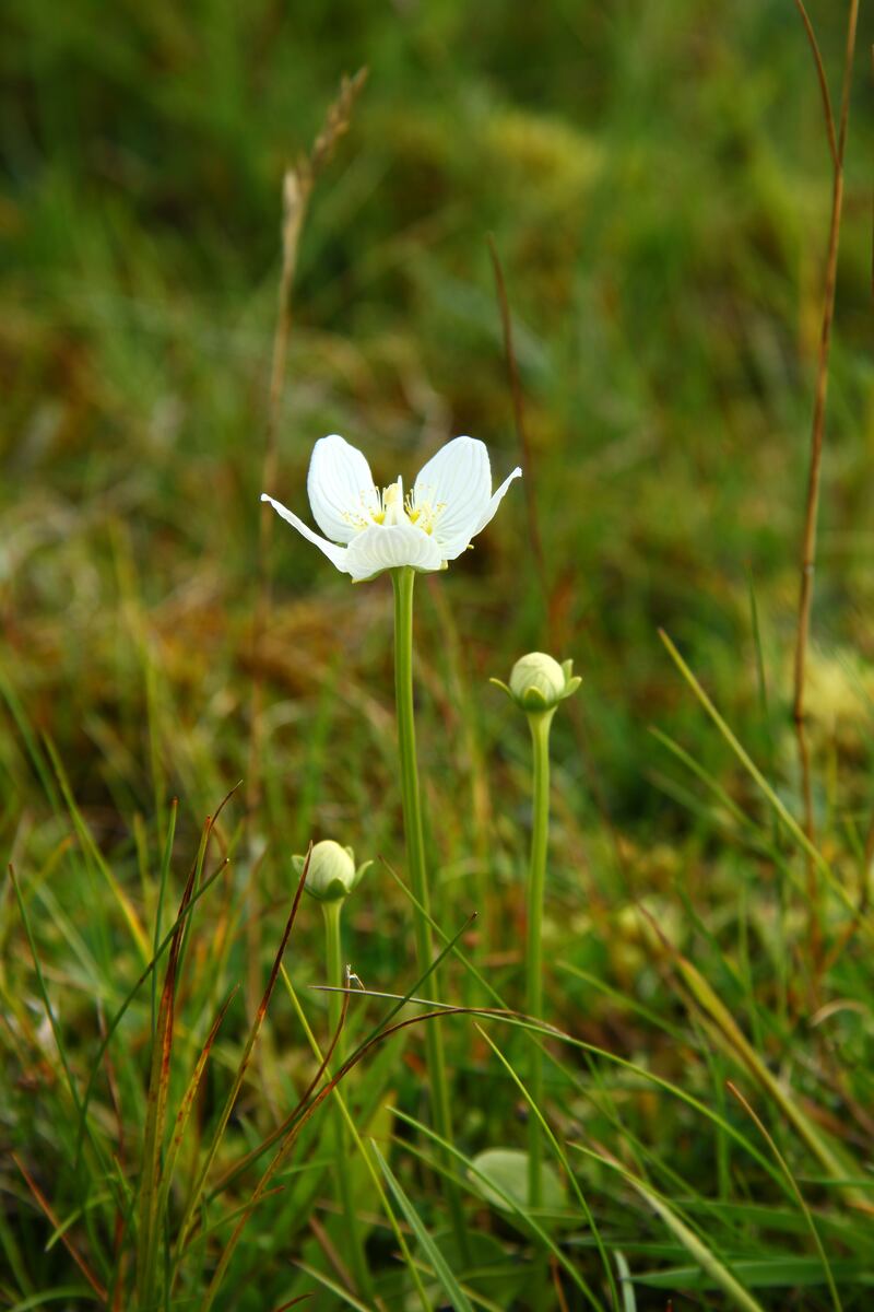 Grass of Parnassus - not a grass but an attractive flower - has declined dramatically since 1987