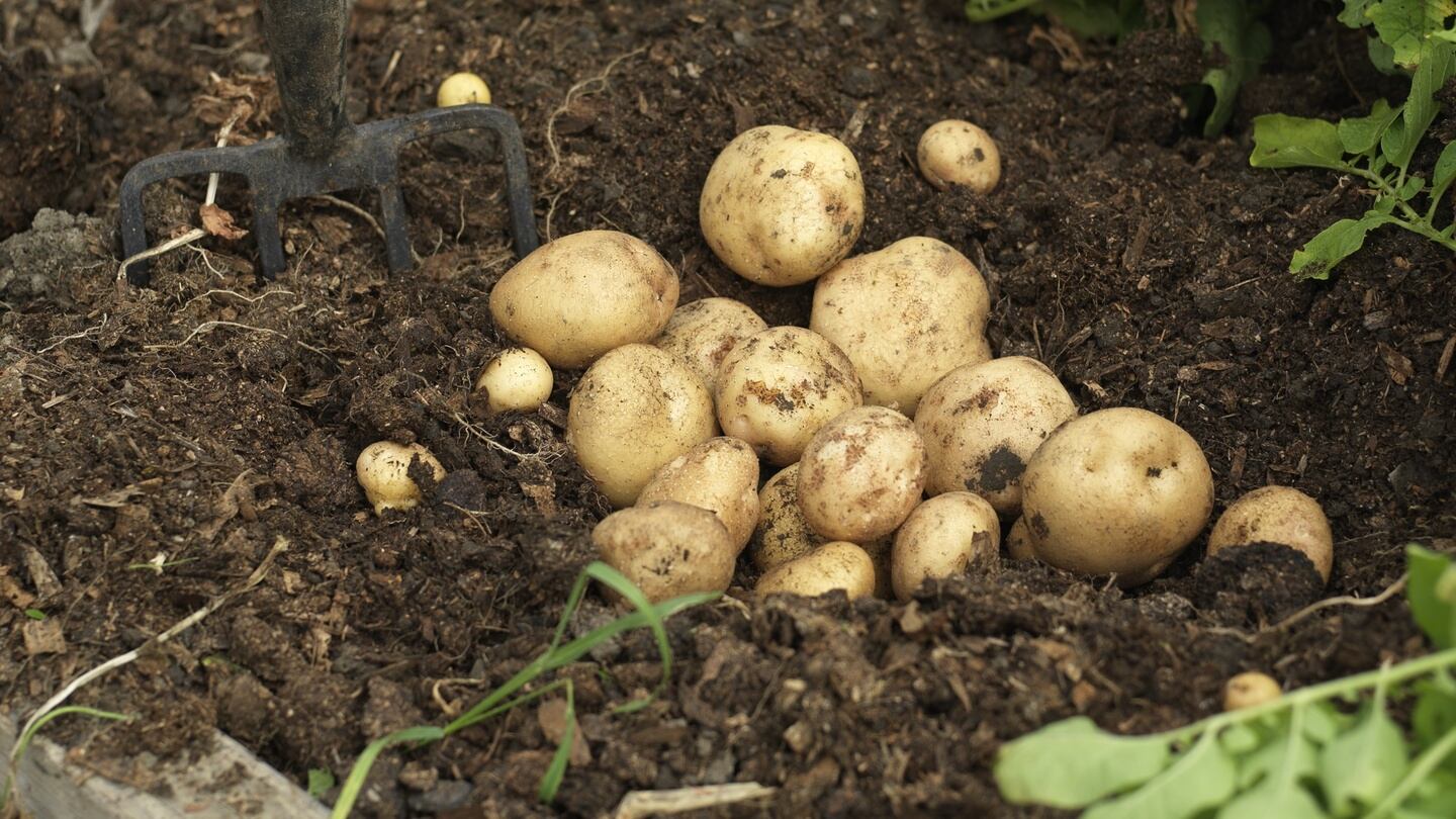 Freshly harvested homegrown potatoes. Photograph: Richard Johnston