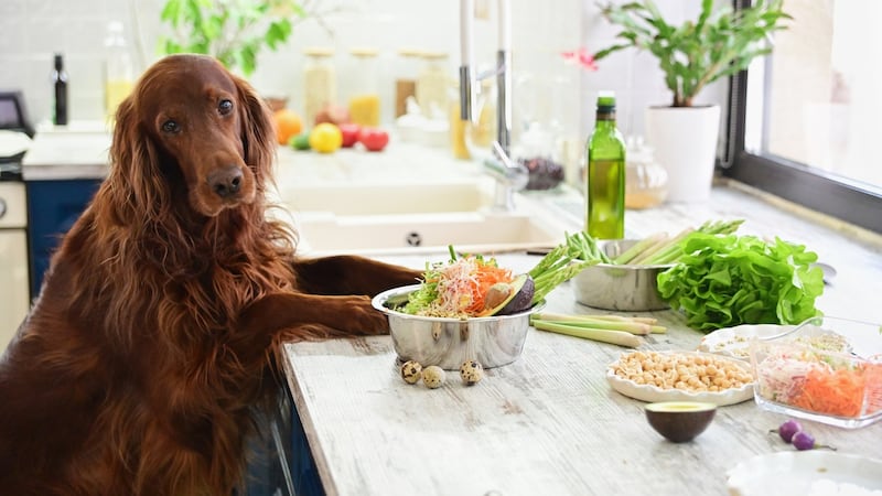 It is recommended that veterinary advice be sought before putting a dog on a vegetarian or vegan diet.