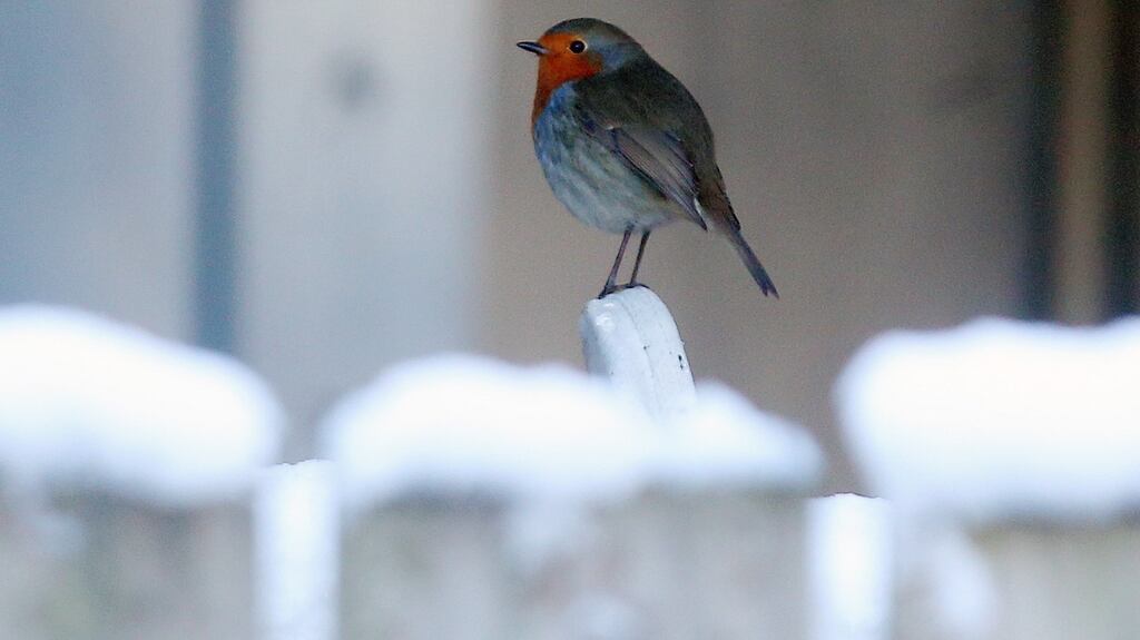 The popular robin  is a benign symbol of cold, frosty winter days.  Photograph: Jonathan Porter/PressEye.com