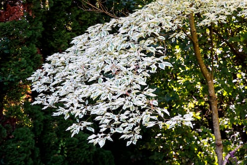 The struggles and charms of variegated gardening