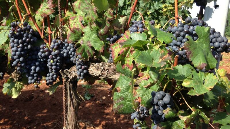 Every year, the Spanish seem to rediscover a long-lost grape variety.