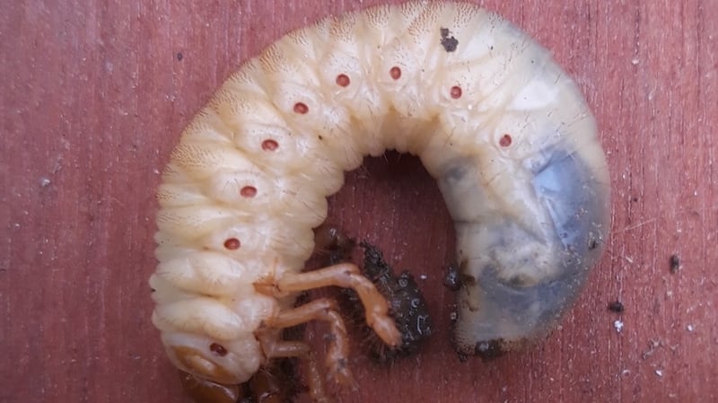 A Maybug larva, which usually lives underground feeding on plant roots for its first three to four years