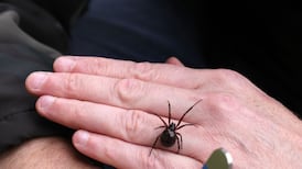 False widow’s killing of shrew confirms its threat to ecosystem