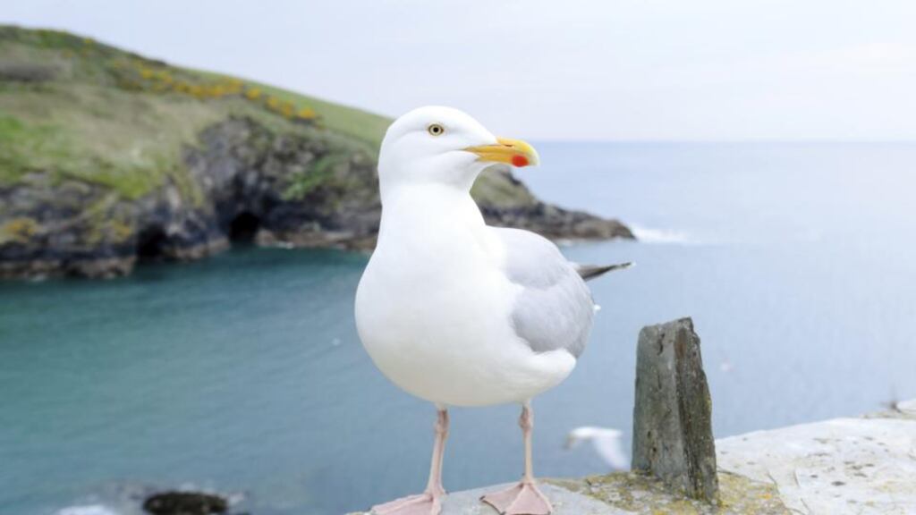 According to Bird Watch Ireland, gulls are useful scavengers and provide a service to towns and cities. Photograph: Thinkstock