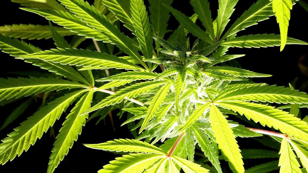 A man is to appear in court on Wednesday charged in connection with the seizure of cannabis worth €700,000 in Co Kildare.
