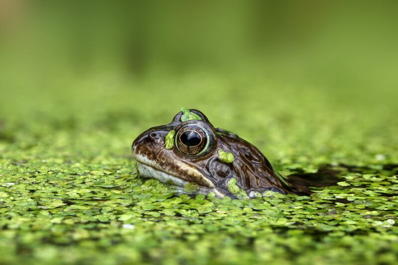 Cartoonish antics: a frog in duckweed