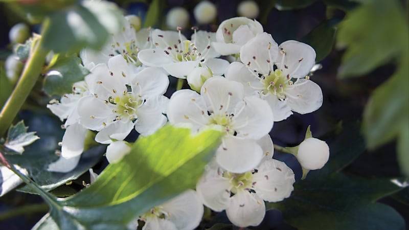 Hawthorn is one of our loveliest native species. Photograph: iStock