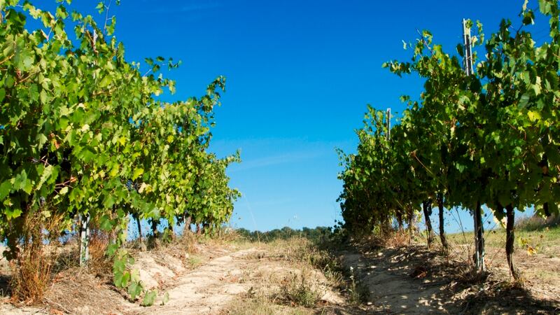 The Sangiovese grape can produce some fairly tough wines. At the top end they tend to be firm, dry and tannic, requiring a few years ageing to soften up.