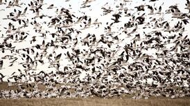 What if God were part of the natural order?