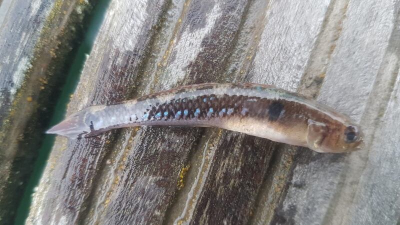 A spotted goby from Howth Harbour caught by Joe McPeake.