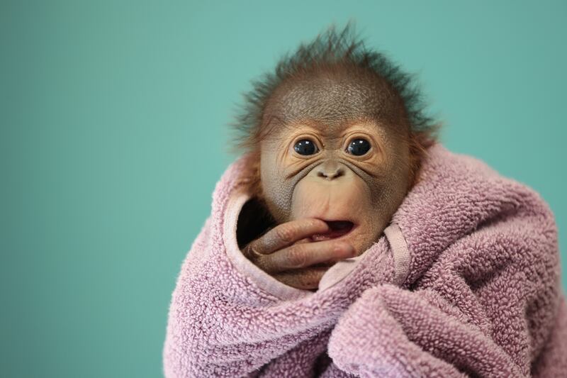 Breastfeeding mothers were brought into Dublin Zoo in a bid to get the mother orangutan Mujur to feed her young. Pictured is the baby orangutan, as yet unnamed. Photograph: Patrick Bolger