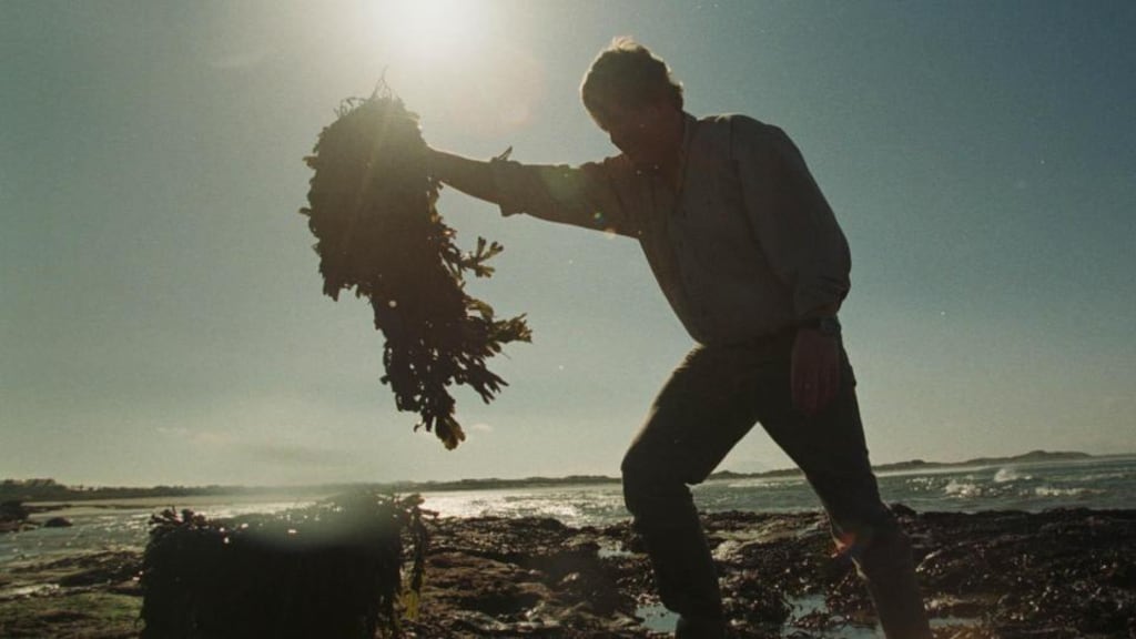 Collecting seaweed in Co Sligo. File Photograph: Bryan O’Brien