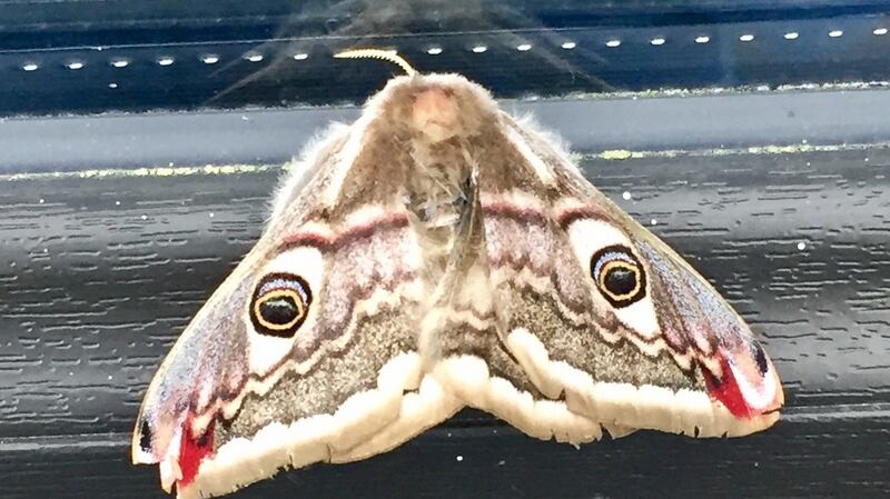 Female emperor moth