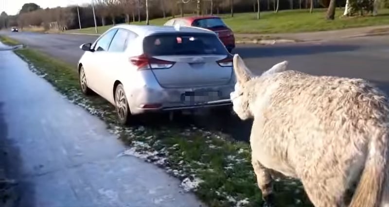 The video footage was highlighted on social media by My Lovely Horse Rescue, a charity that rehabilitates, retrains and rehomes rescued animals. Photograph: My Lovely Horse Rescue/Facebook