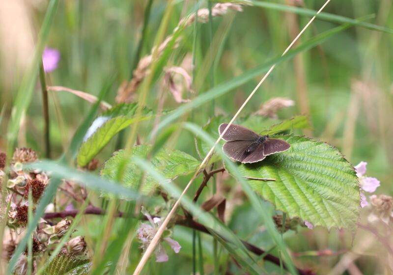 A ringlet butterfly at Glencoum