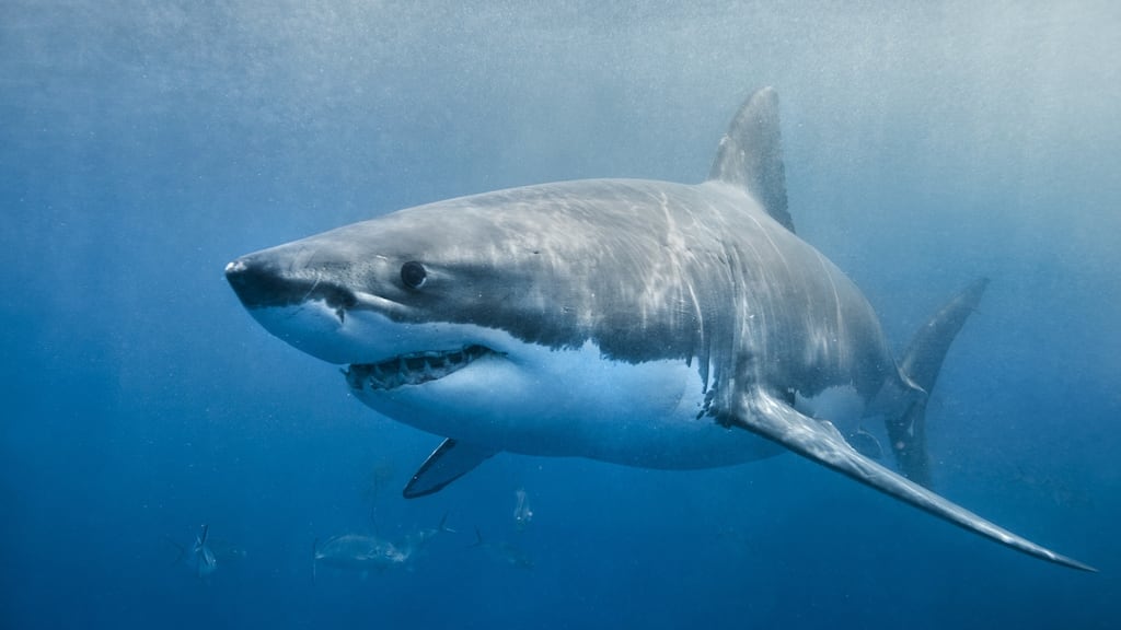 Australia ranked behind only the United States in the number of unprovoked shark encounters with humans in 2017. Photograph: iStock