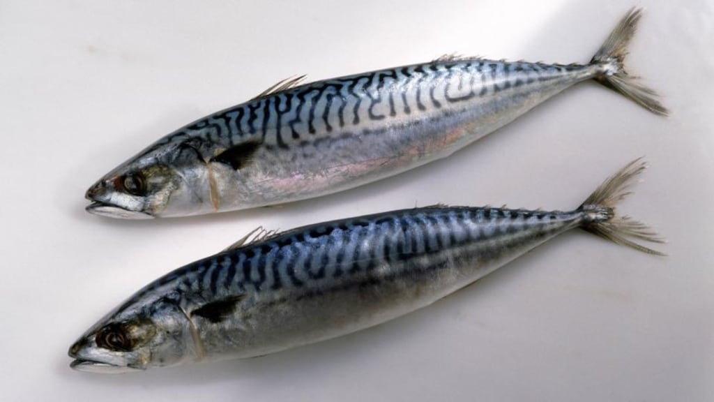 EU taking measures to prevent overfishing of mackerel