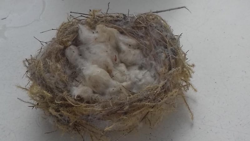 Eyes on nature: the nest that Brigid Murtagh’s friend found on her lawn