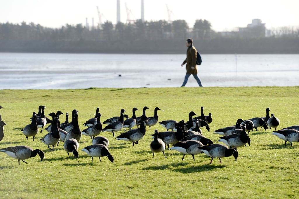 Plans for 390 homes have been rejected over concerns for Dublin Bay's light-bellied brent geese. Photograph: Alan Betson