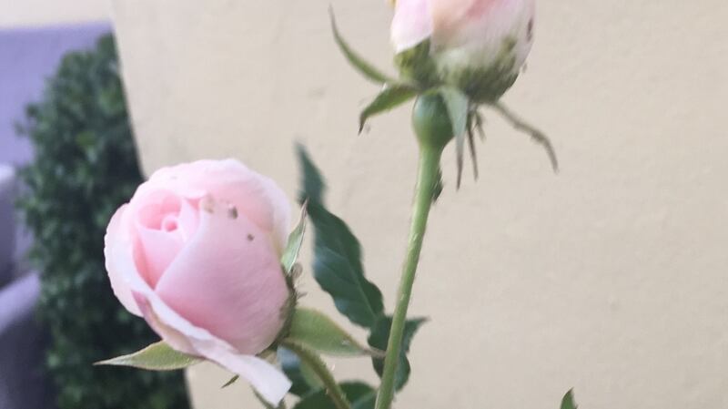 Stella O’Neill’s roses