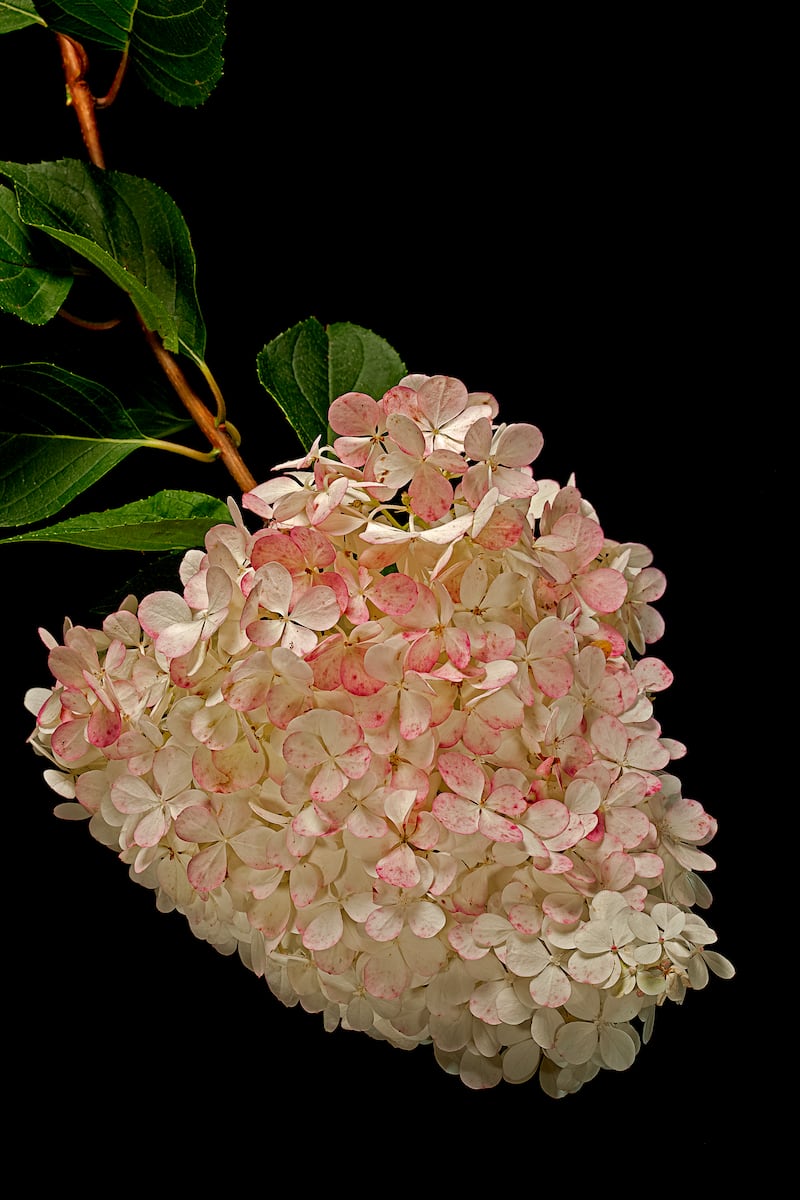 Hydrangea paniculata 'Limelight'. Photograph: Getty