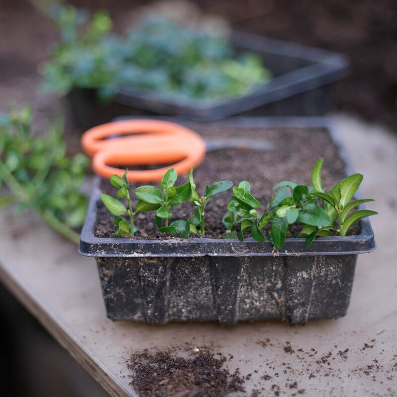 Now is the time to take semi-hardwood cuttings. Photograph: Richard Johnston