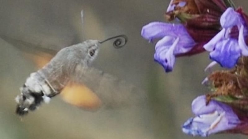 Eyes on nature: a hummingbird hawkmoth photographed by Georgina Dalton in Meath