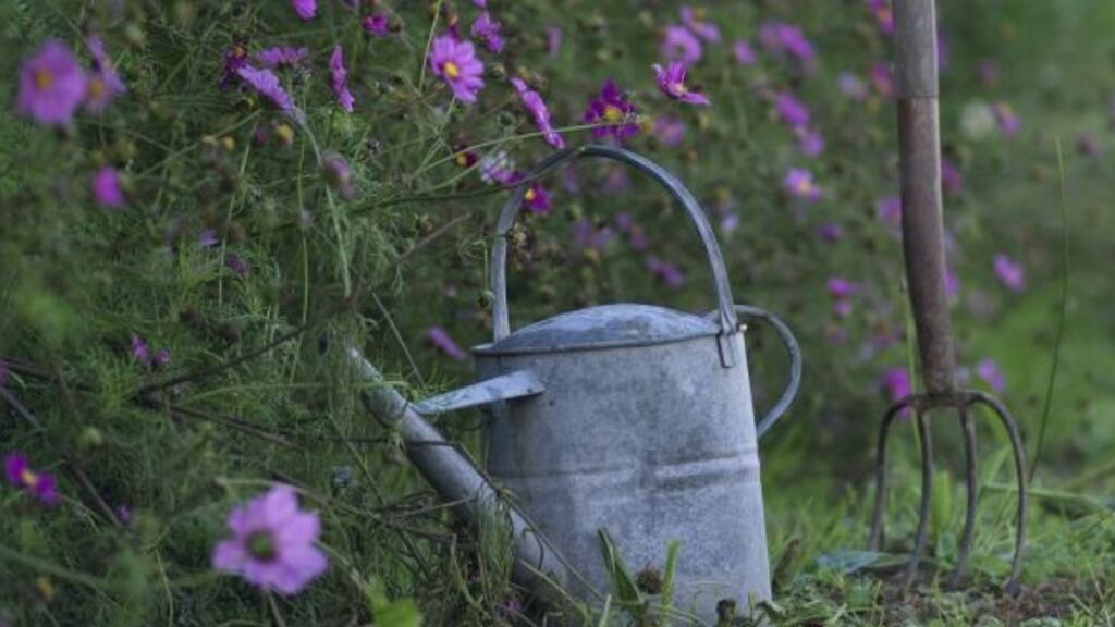 Spending on outdoor plants rose 51 per cent increase, while spending on herbs, fruit and vegetables hit its highest level since measurement began 20 years ago. Photograph: Richard Johnston