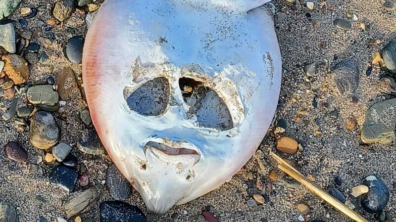 The carapace of a juvenile ray.