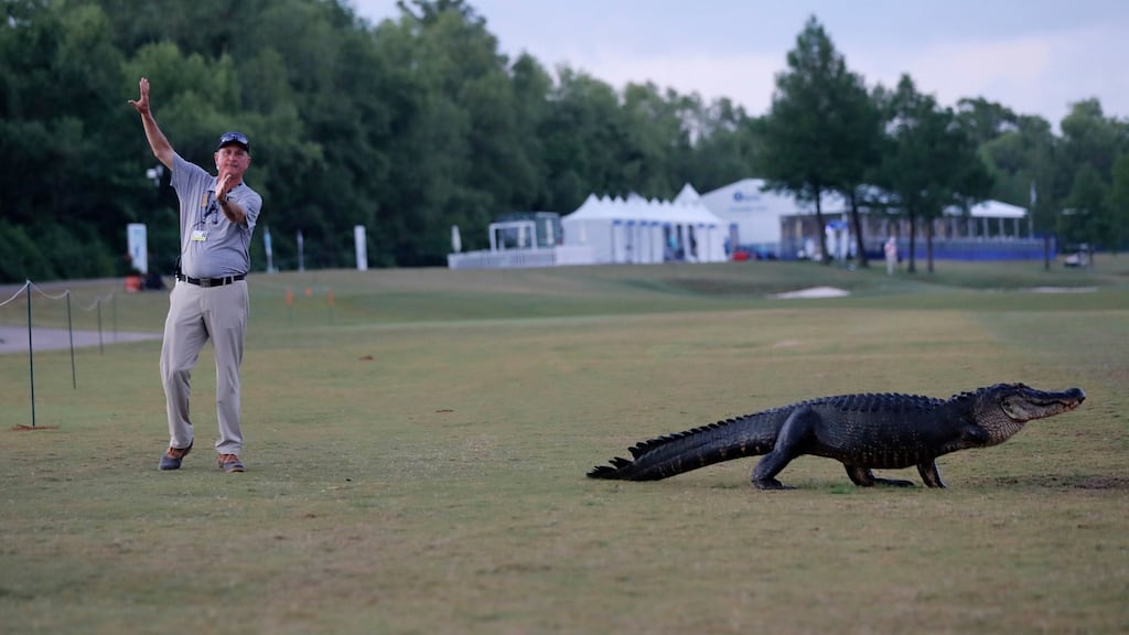 Course marshal Bart Dornier gestures to golfers to walk around “Tripod”, a resident 3-legged alligator, as he crosses the 18th fairway during the first round of the PGA Zurich Classic golf tournament at TPC Louisiana in Avondale. Photo: Gerald Herbert/AP Photo