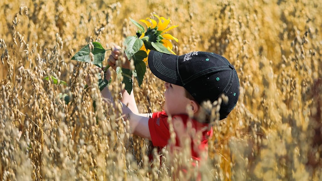 Conor O’Donovan picks his favourite sunflower from Matthew Griffins ‘Oat Field’ on his farm in Lispole, Co Kerry, in a special “traditional farming machinery only” field, designated for local charity Ospidéal Pobal Chorca Dhuibhne. Photo: Valerie O’Sullivan