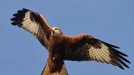 The red kite is a rare nature success story of recent times