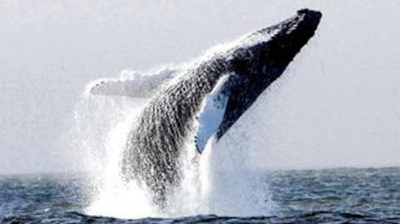 A humpback whale breaching in waters off Hook peninsula, Co Wexford. The whale was one of four species identified over the past weekend. Photographs: Pádraig Whooley/Irish Whale and Dolphin Group