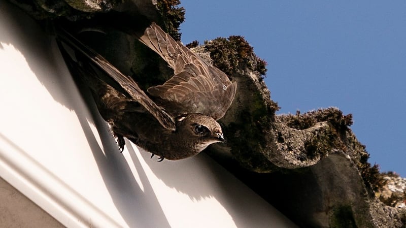 Swifts are a red-list bird species of high conservation concern in Ireland. Photograph: Mike Taylor
