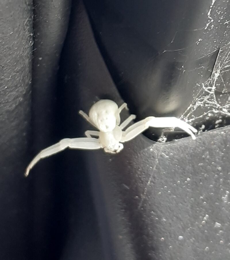 This spider is called the White Death as it can kill creatures much larger than it. Photograph: Michael McCormack