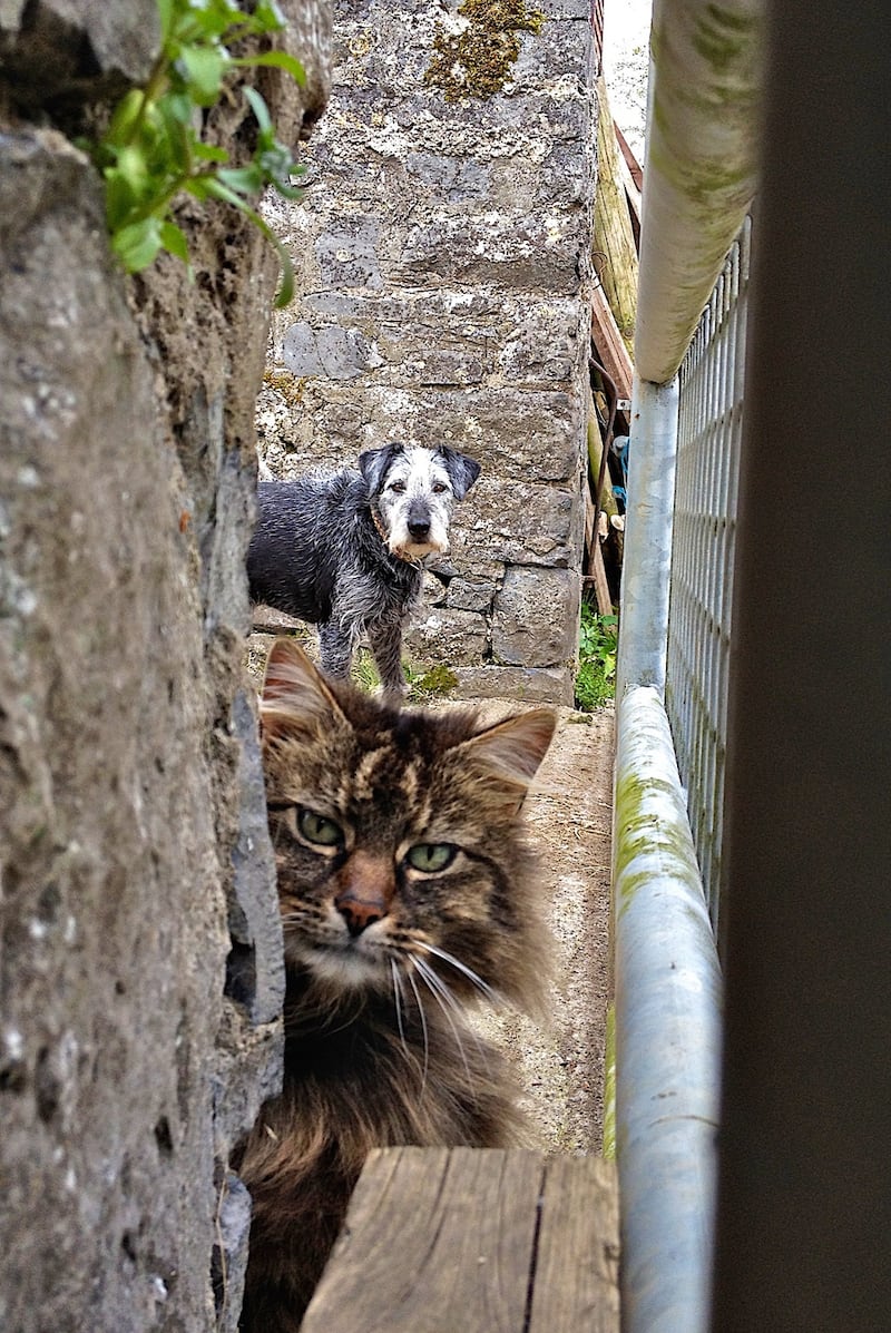Bodacious and Pepper in the farmyard. Photograph: Suzanna Crampton