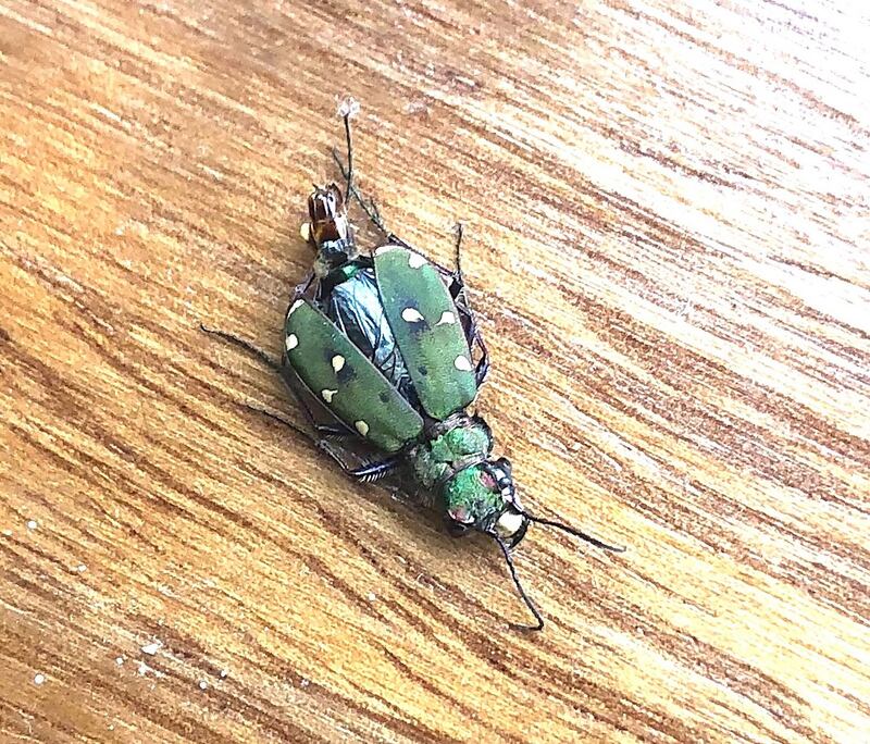 Green tiger beetle