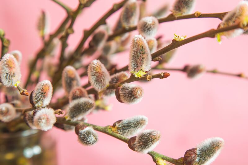 Willow tree. Photograph: Getty