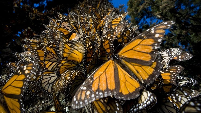 Migrants?: Greer wonders whether monarch butterflies, famed for migrating from Canada to Mexico, are simply bounced around North America by atmospheric pressure. Photograph: Joel Sartore/National Geographic/Getty